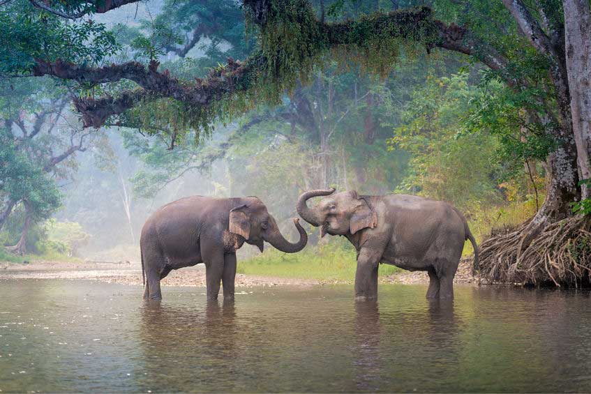 Elephant Bathing Chiang Mai