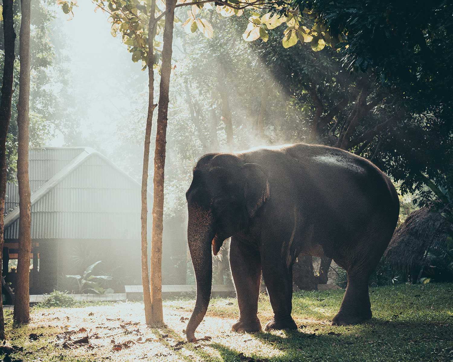 Chiang Mai mountain resorts - elephant tours